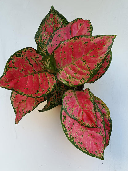 Aglonema Ruby Red Planta De Interior Ø12_1