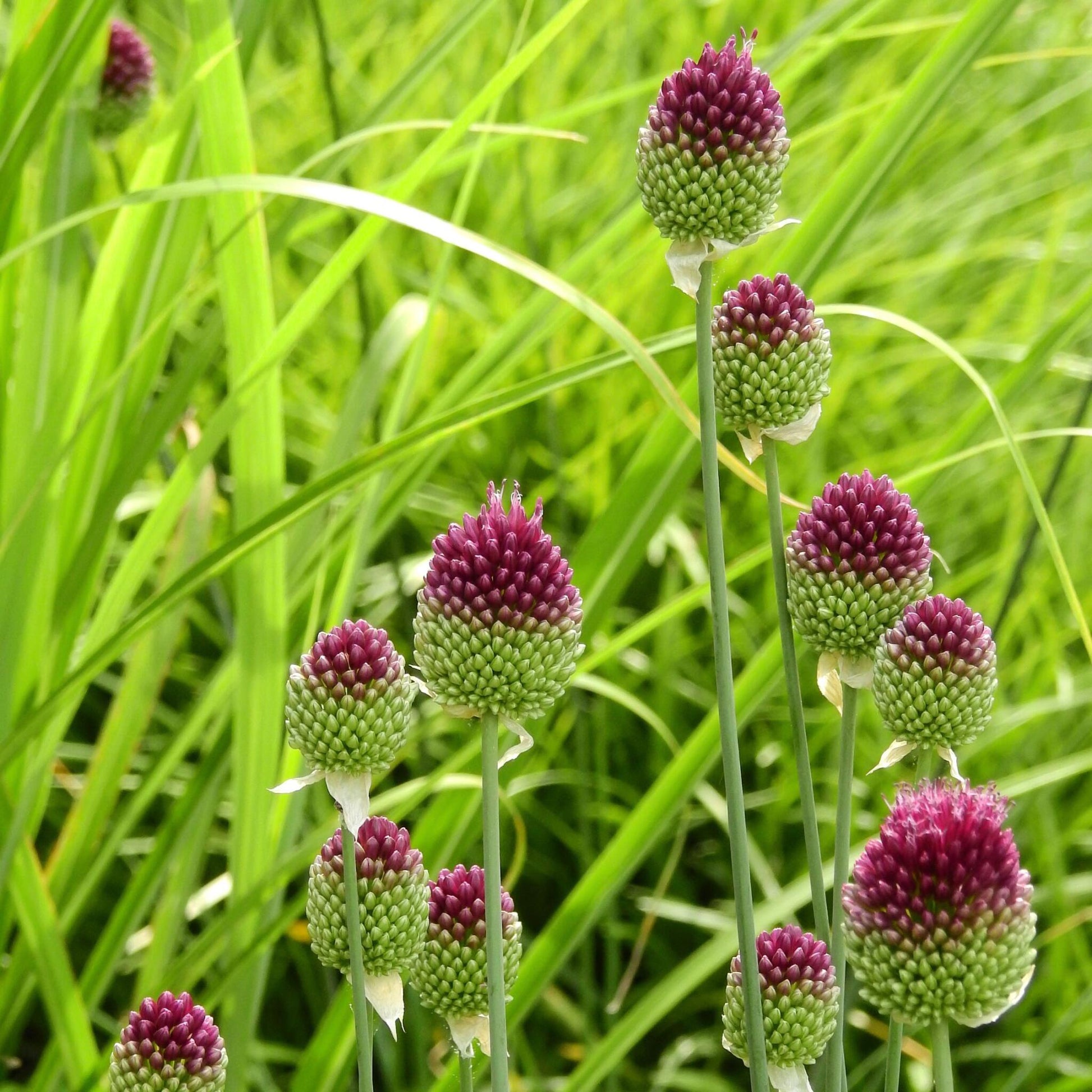 Ajo De Cigüeña - 200 Pzs - Allium 'sphaerocephalon' - Bulbos De Flores_4