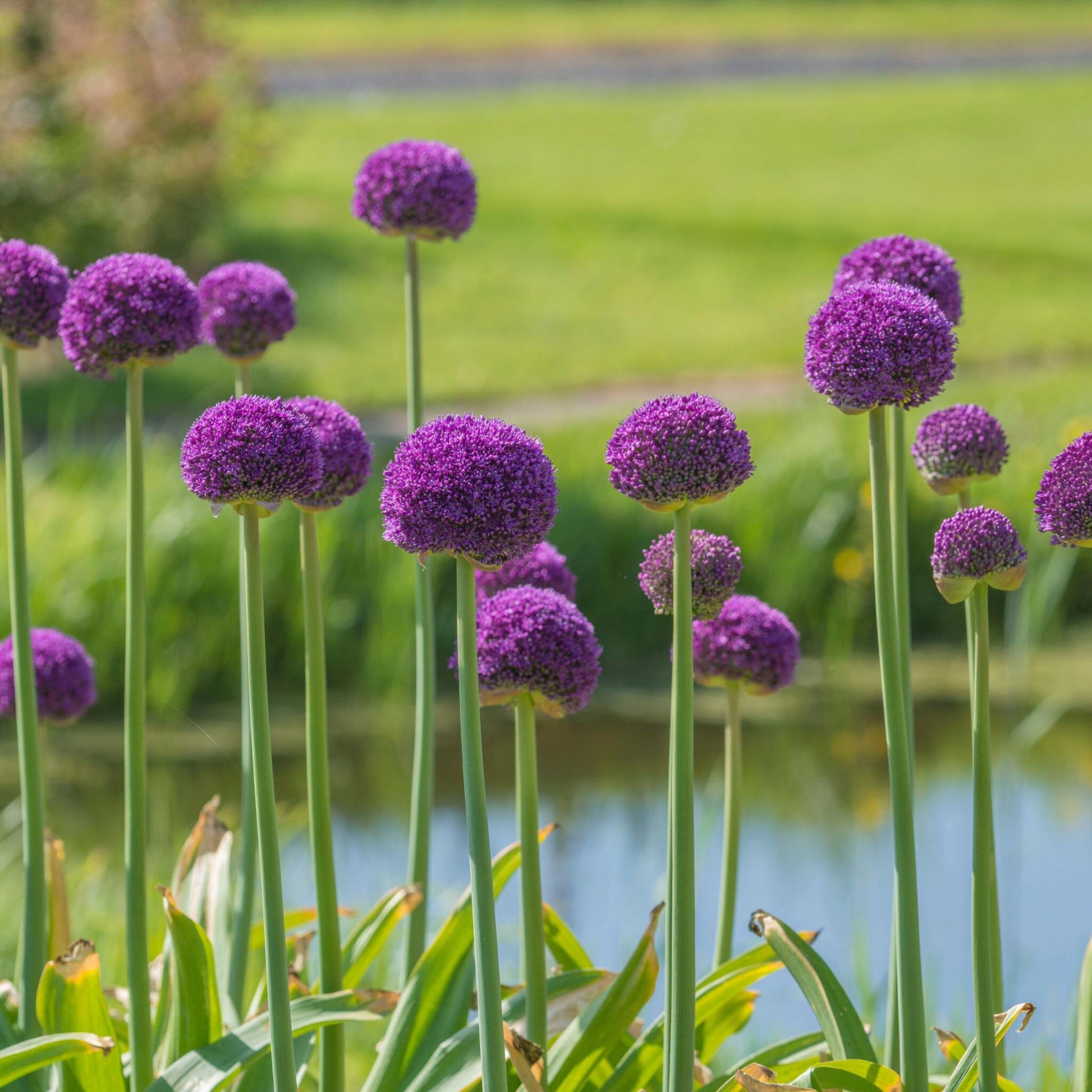 Ajo Ornamental - 3 Pzs - Allium 'ambassador' - Bulbos De Flores - Púrpura_1