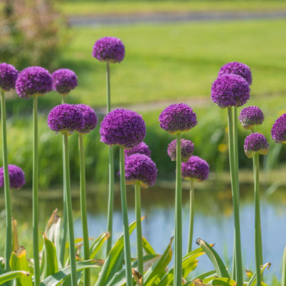 Ajo Ornamental - 3 Pzs - Allium 'ambassador' - Bulbos De Flores - Púrpura_1