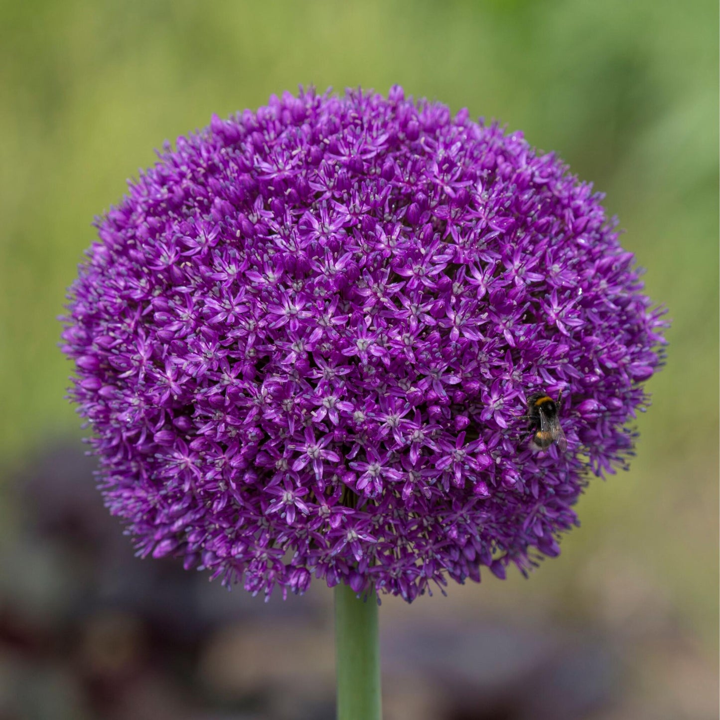 Ajo Ornamental - 3 Pzs - Allium 'ambassador' - Bulbos De Flores - Púrpura_3