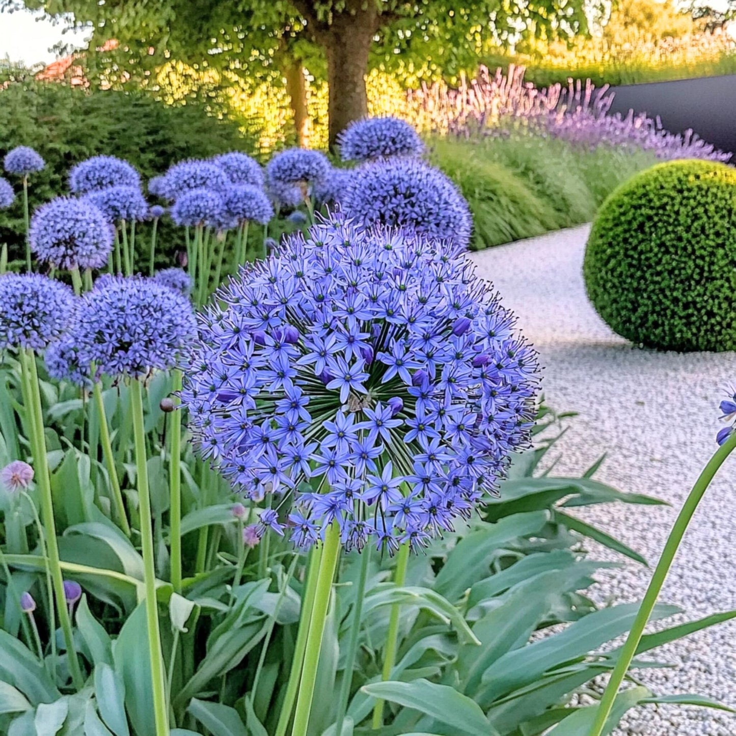 Ajo Ornamental Azul - Allium 'caeruleum' - Pack De 40 Bulbos_1