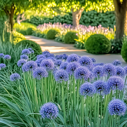 Ajo Ornamental Azul - Allium 'caeruleum' - Pack De 40 Bulbos_4