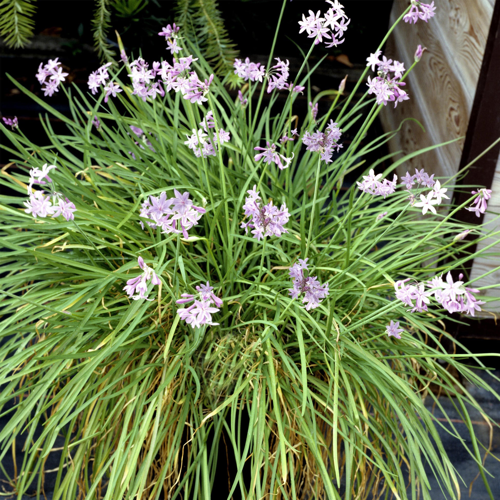 Ajo Silvestre - 6 Pzs - Tulbaghia Violacea - Altura 15-25cm - ⌀9cm_1