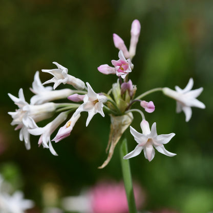 Ajo Silvestre - 6 Pzs - Tulbaghia Violacea - Altura 15-25cm - ⌀9cm_3