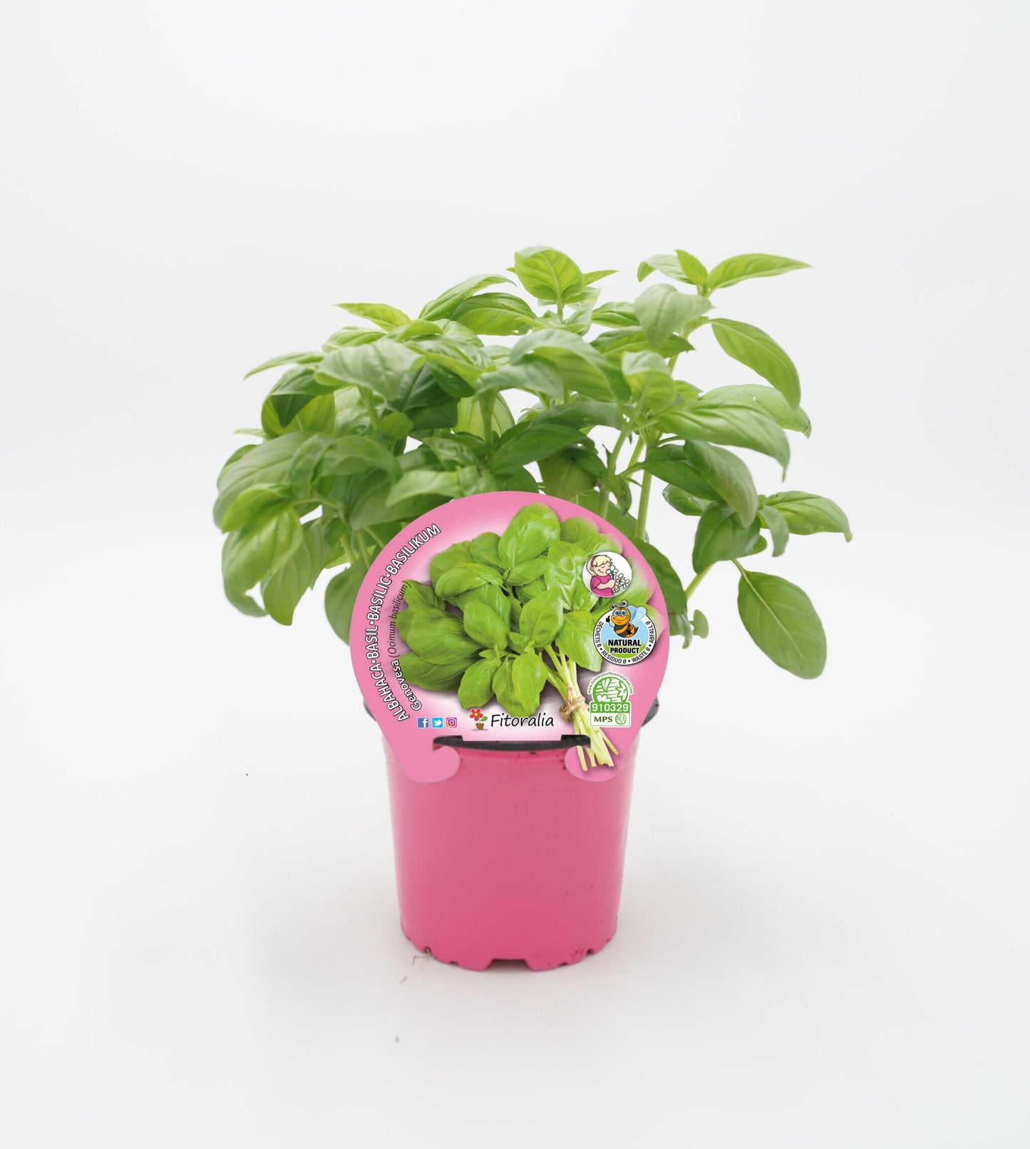 Albahaca pesto Hoja Ancha En Maceta 10,5 Cm. Natural - Fitoralia_0