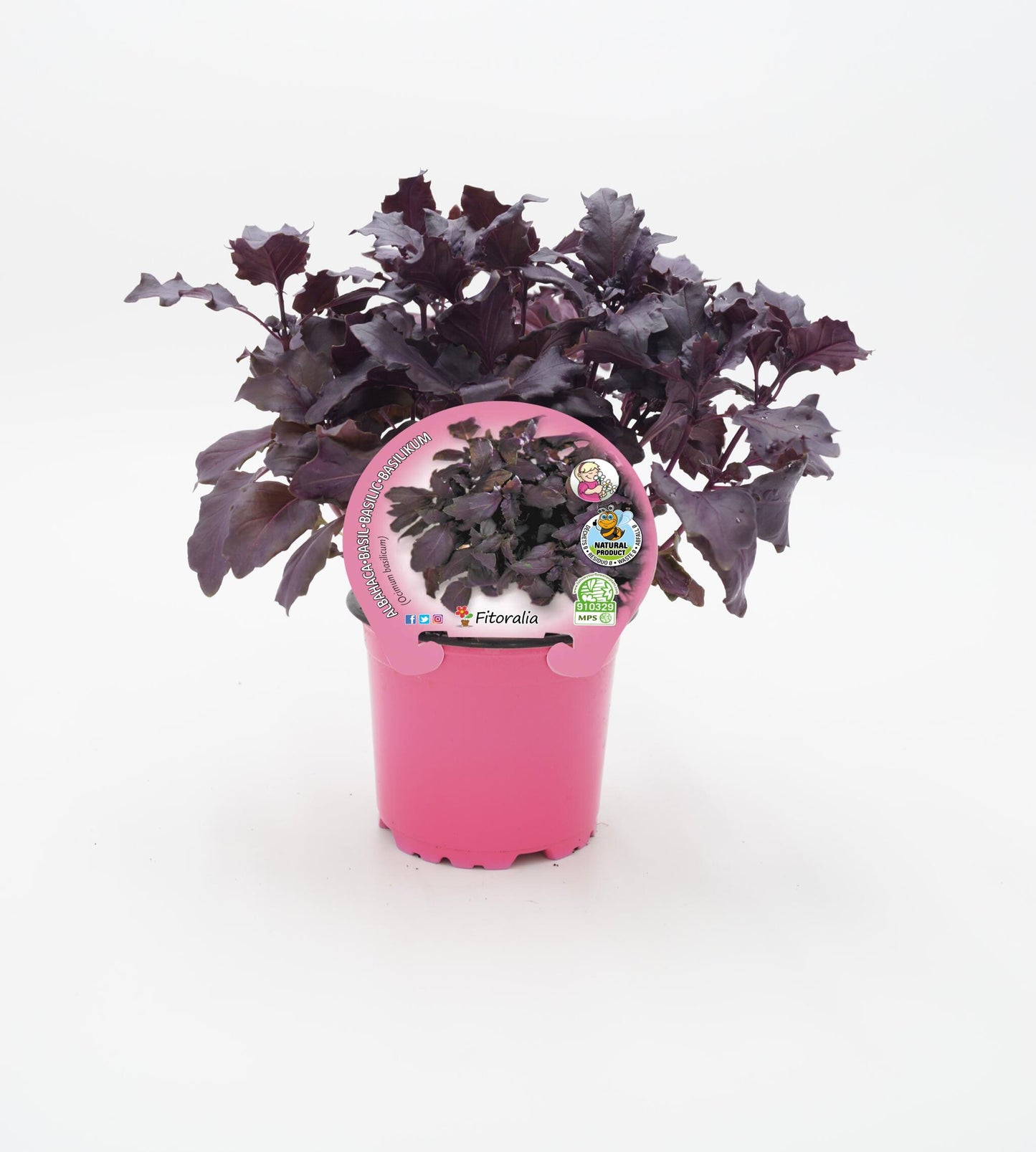 Albahaca púrpura en maceta 10,5 Cm. natural - Fitoralia_0