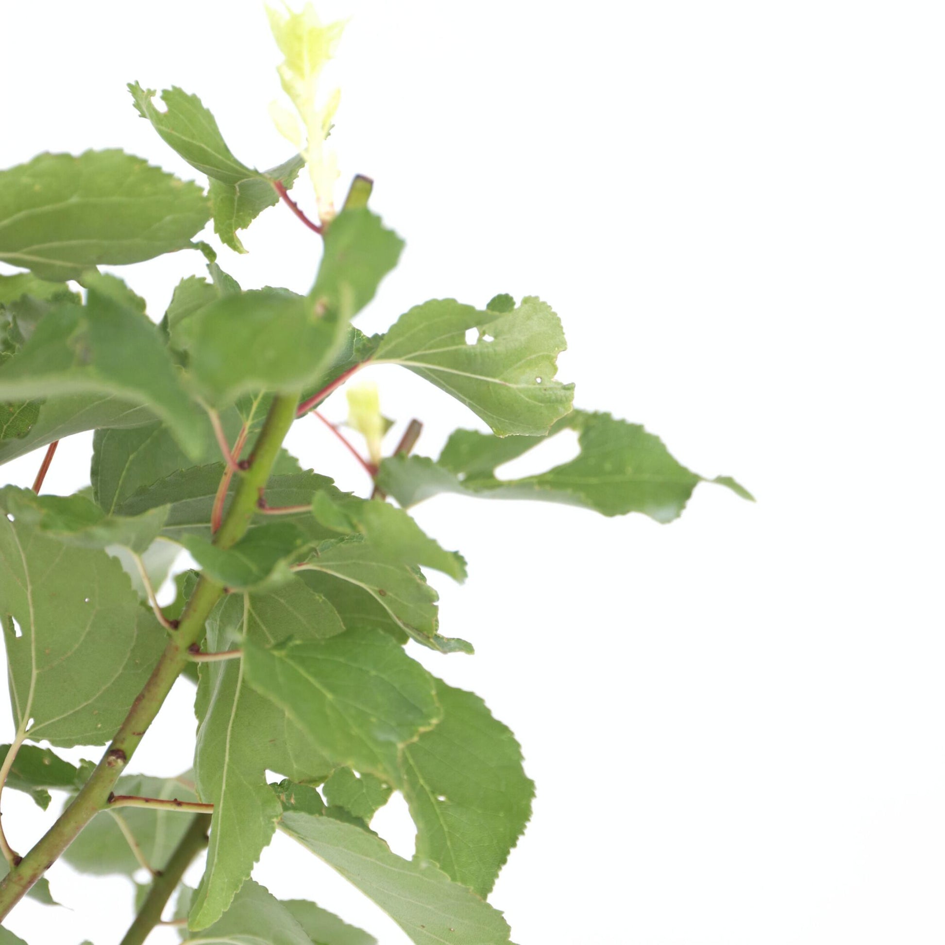 Albaricoquero - Prunus Armeniaca - Altura 90-100cm - ⌀21cm_3