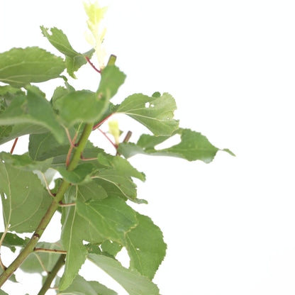 Albaricoquero - Prunus Armeniaca - Altura 90-100cm - ⌀21cm_3