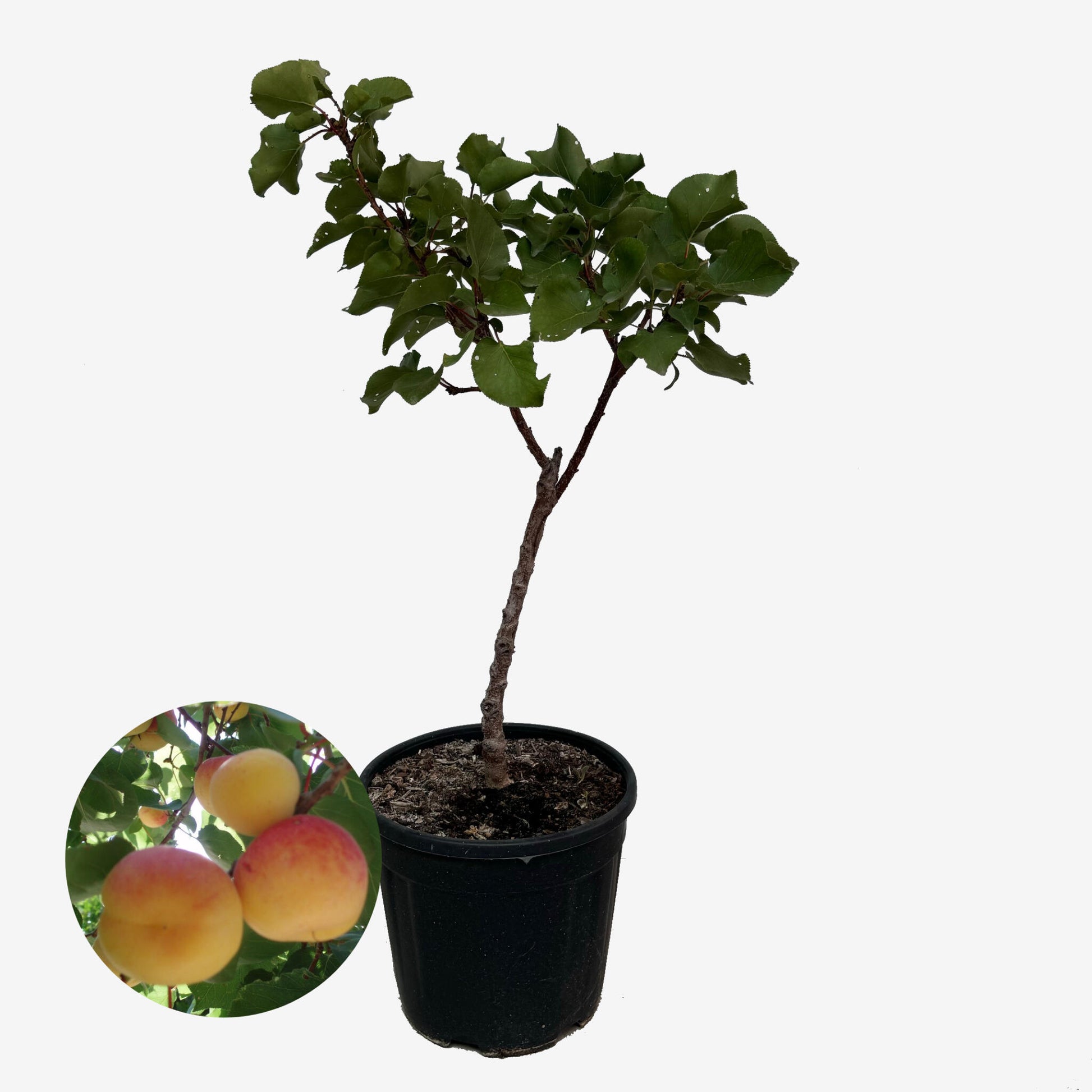 Albaricoquero Enano - Altura Aprox. 1m. - Planta Natural - Ideal Para Cultivo En Maceta_0