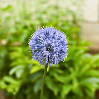 Allium Azureum - 80 Pzs - Allium 'caeruleum' - Bulbos De Flores - Azul_3