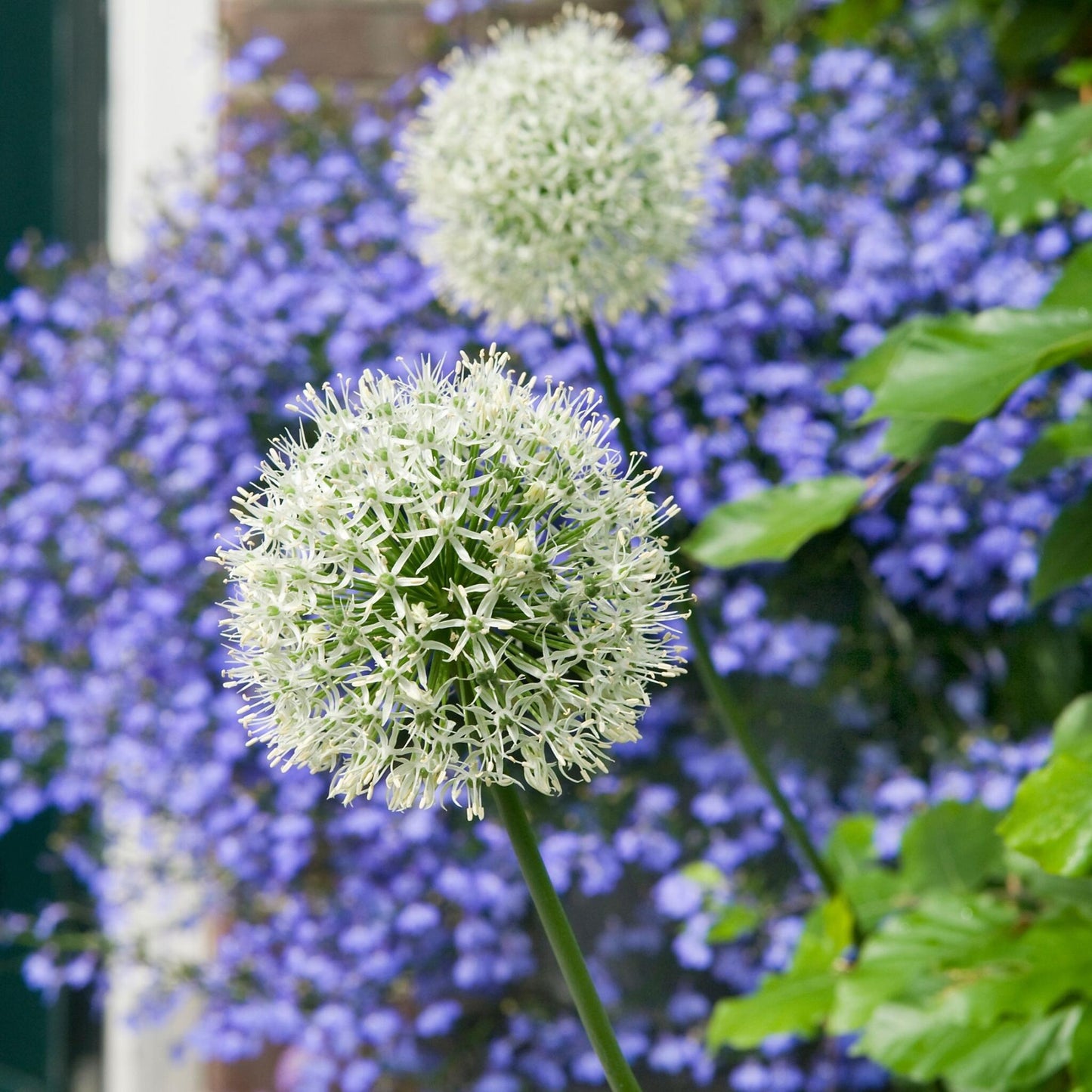 Allium Monte Everest - 6 Pzs - Allium 'mount Everest' - Bulbos De Flores_1