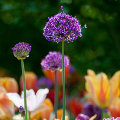 Allium Sensación Púrpura - 30 Pzs - Allium 'purple Sensation' - Bulbos De Flores_4