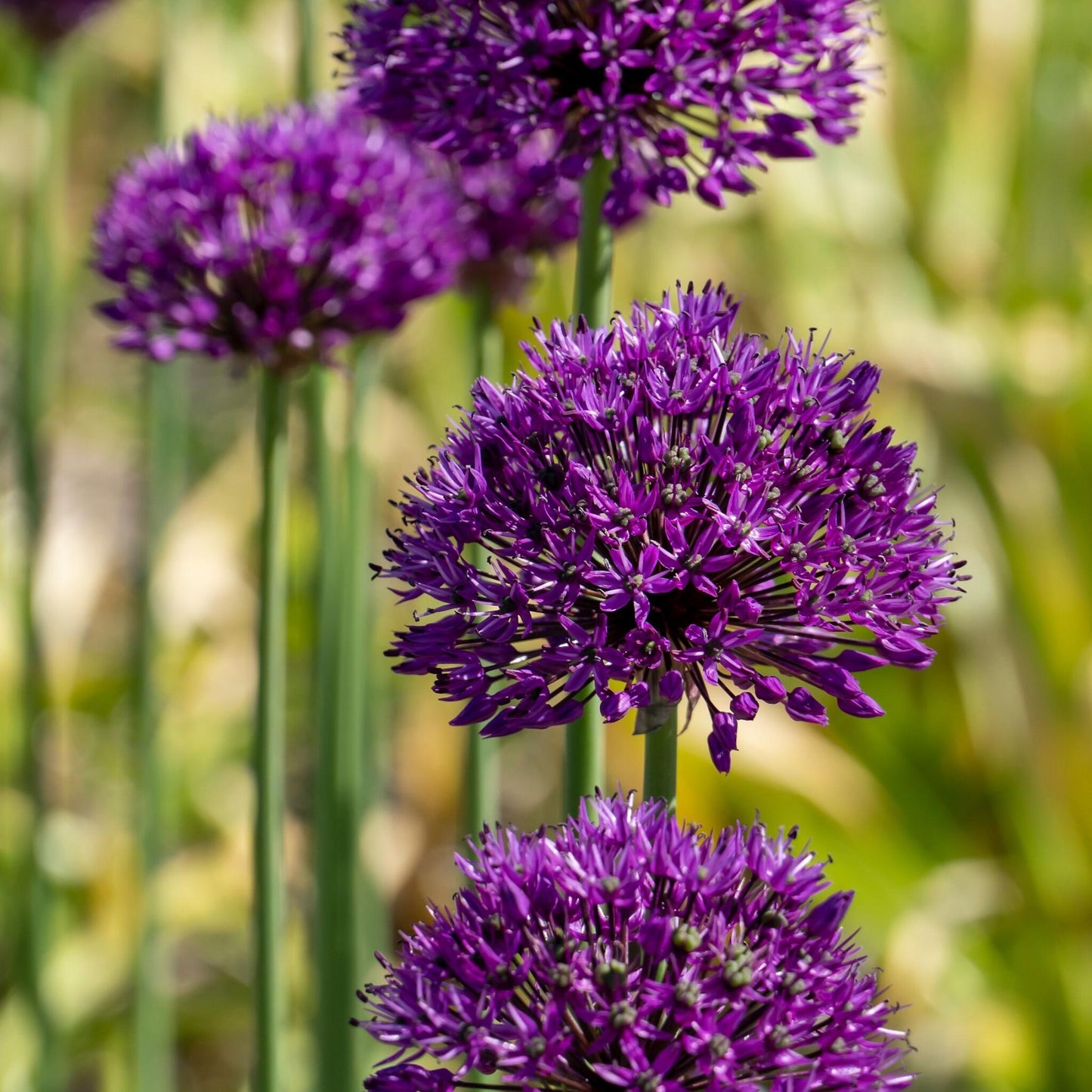 Allium Sensación Púrpura - 60 Pzs - Allium 'purple Sensation' - Bulbos De Flores_1