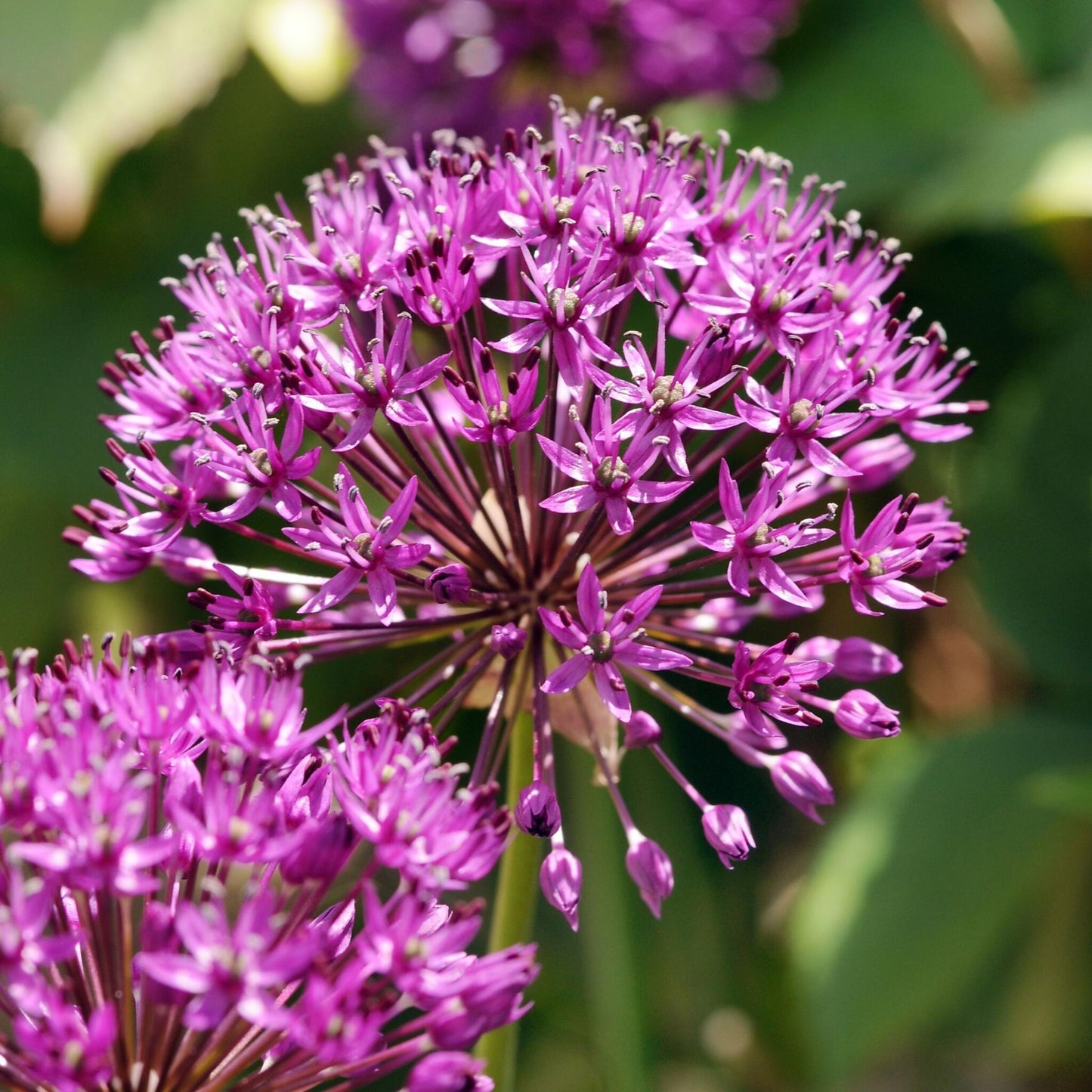 Allium Sensación Púrpura - 60 Pzs - Allium 'purple Sensation' - Bulbos De Flores_3