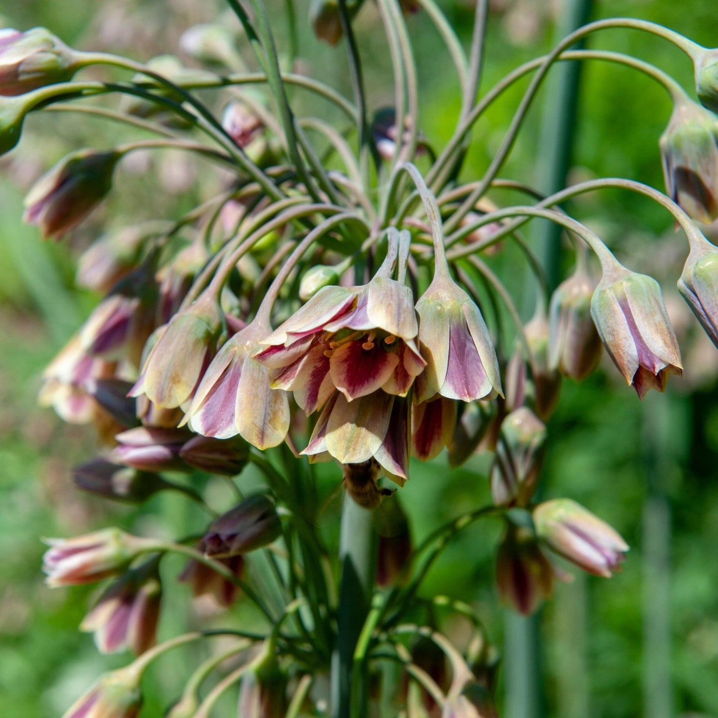 Allium Siculum - 30 Pzs - Allium 'nectaroscordum' - Bulbos De Flores - Rosa_3