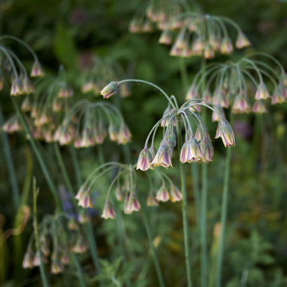 Allium Siculum - 30 Pzs - Allium 'nectaroscordum' - Bulbos De Flores - Rosa_4