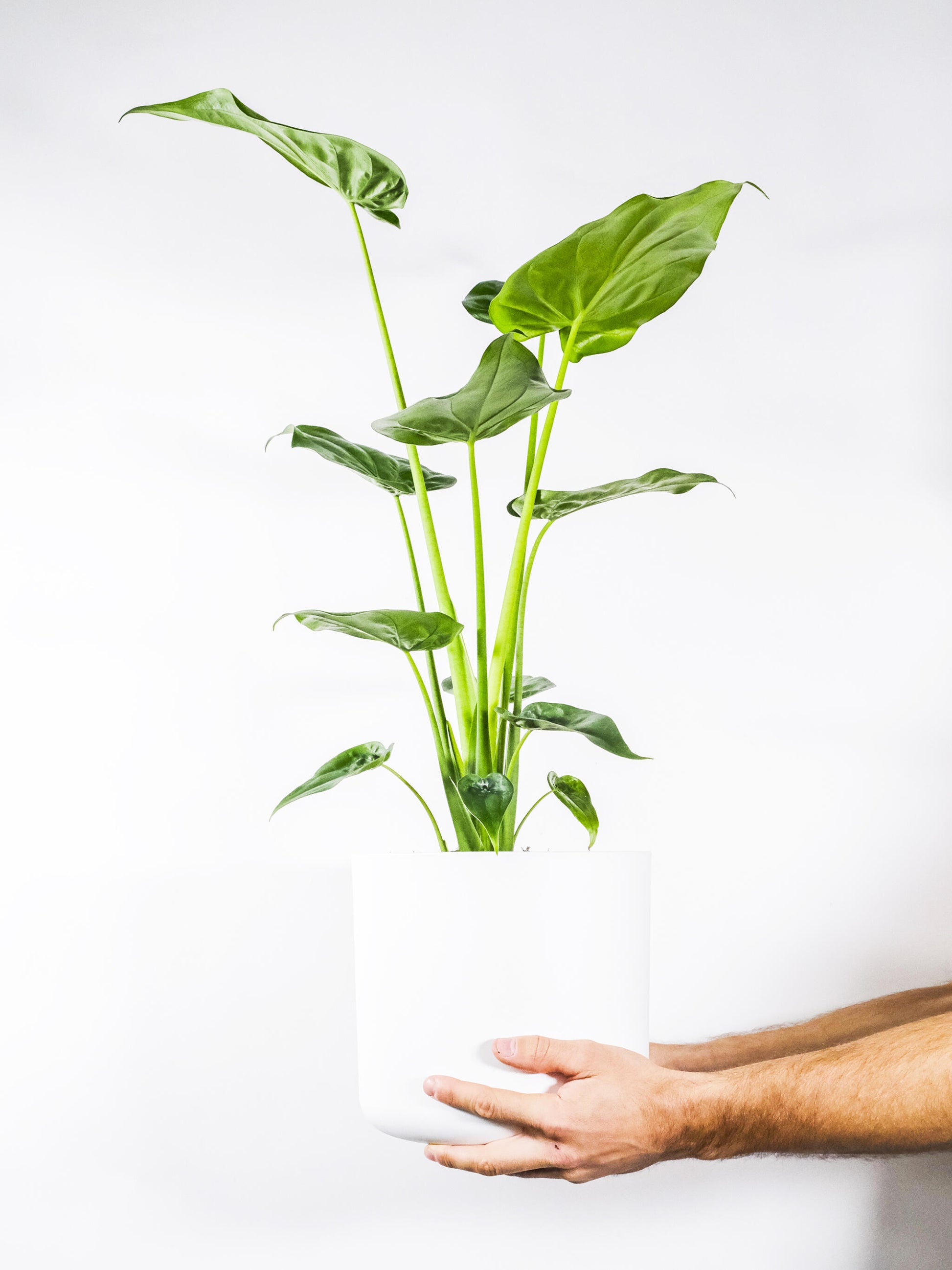 Alocasia Cucullata_0