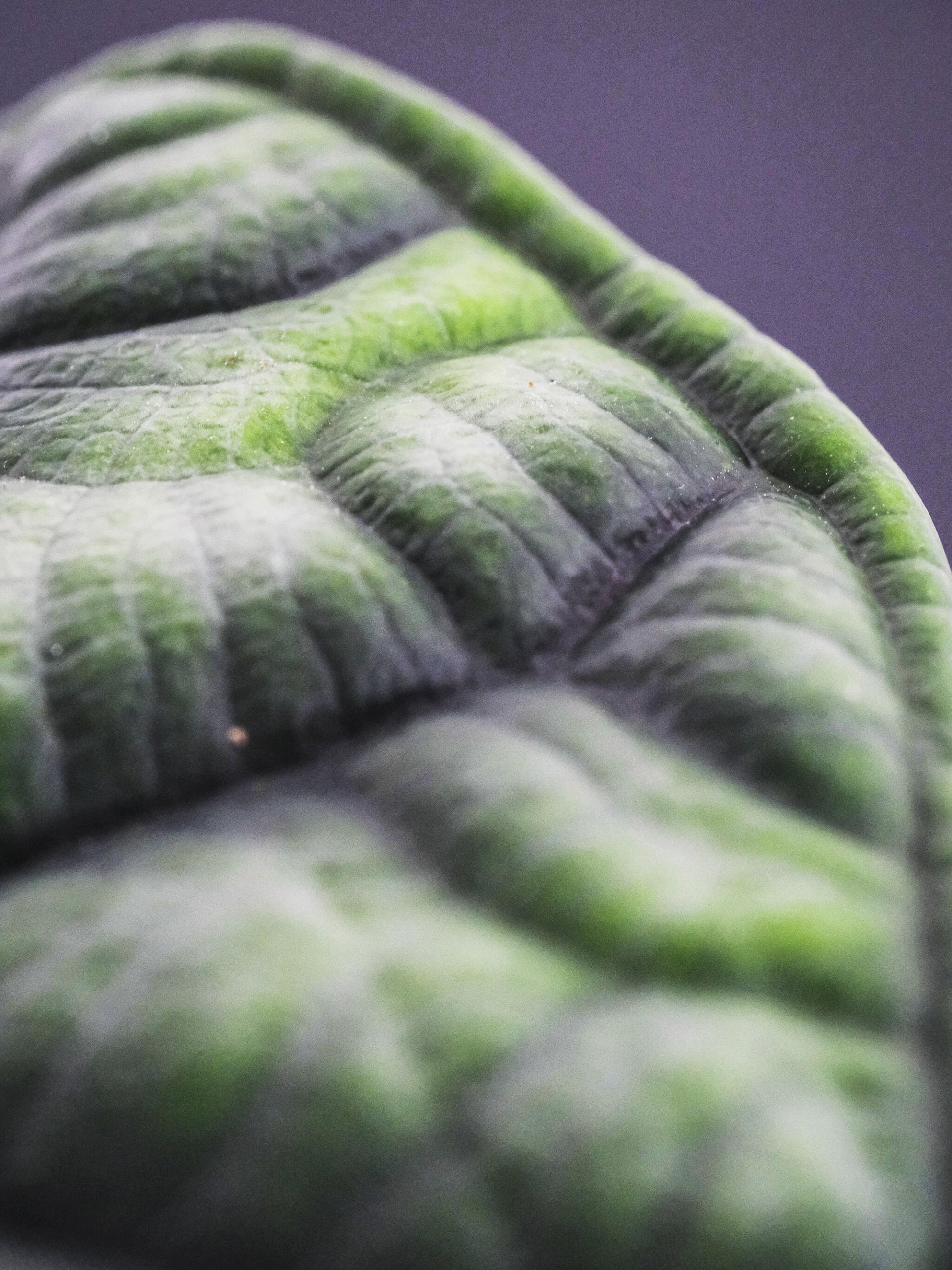 Alocasia Dragon Scale O Baginda_1