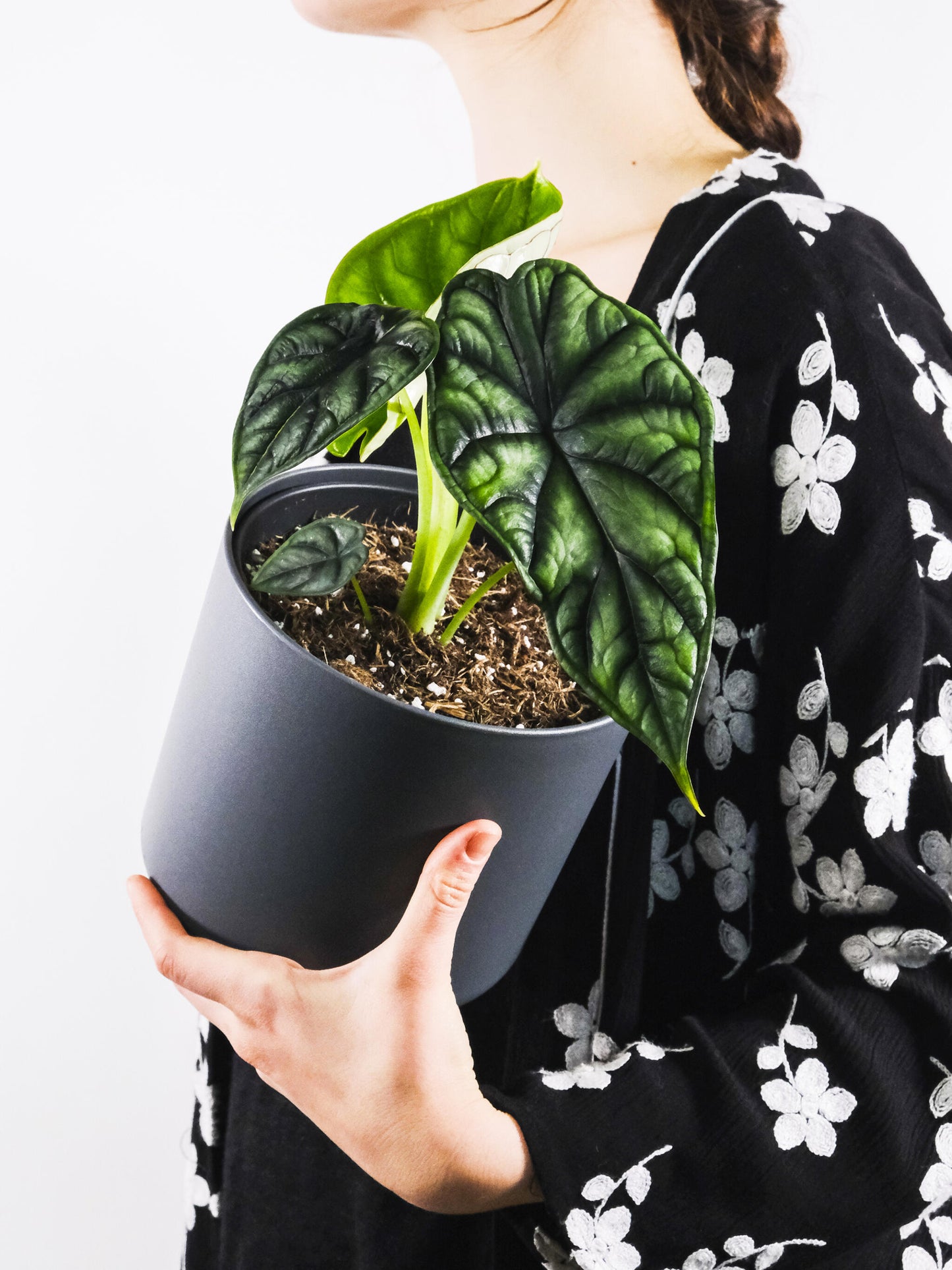 Alocasia Dragon Scale O Baginda_2