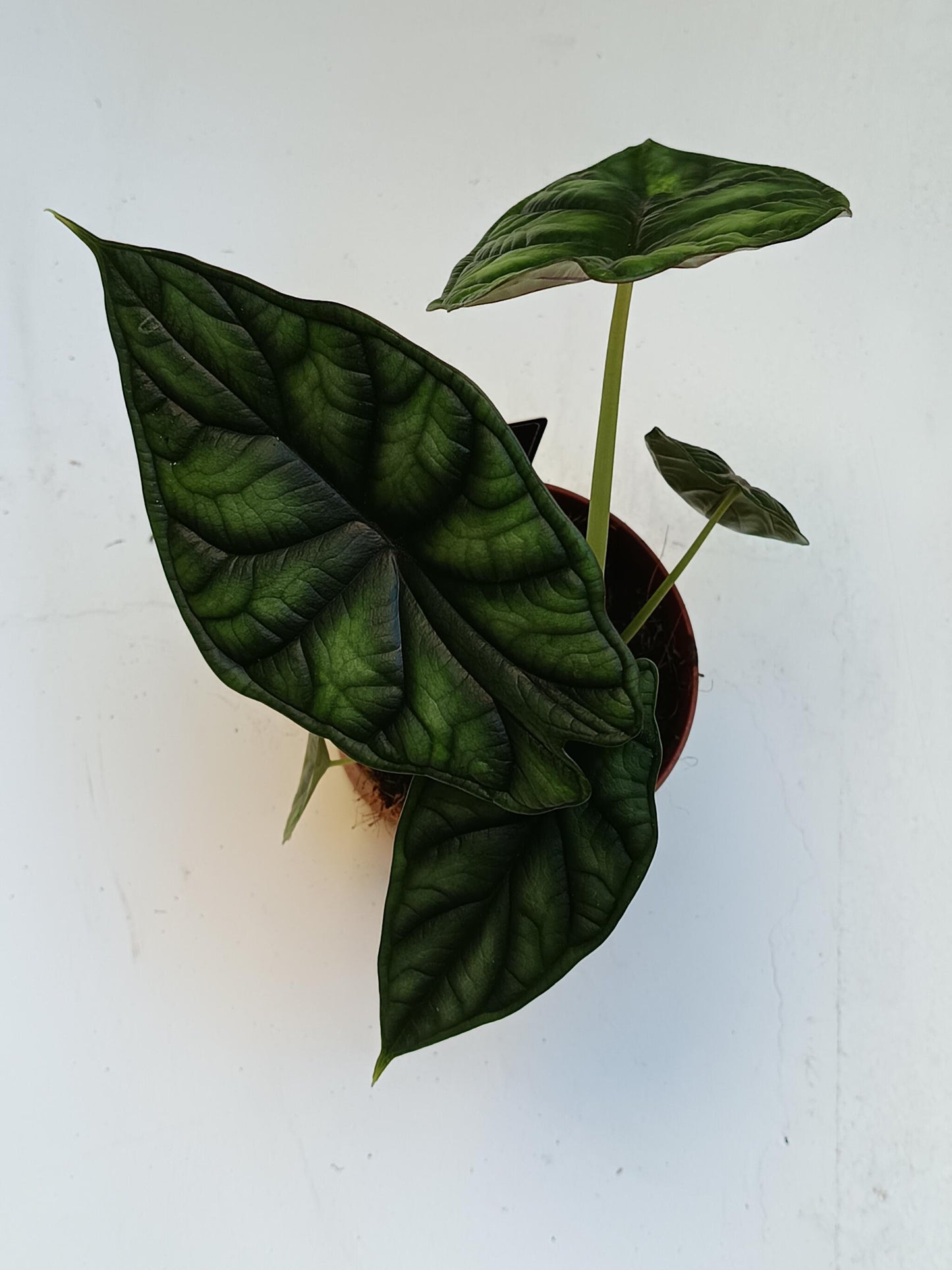 Alocasia Dragon Scale Planta De Interior Ø12_0