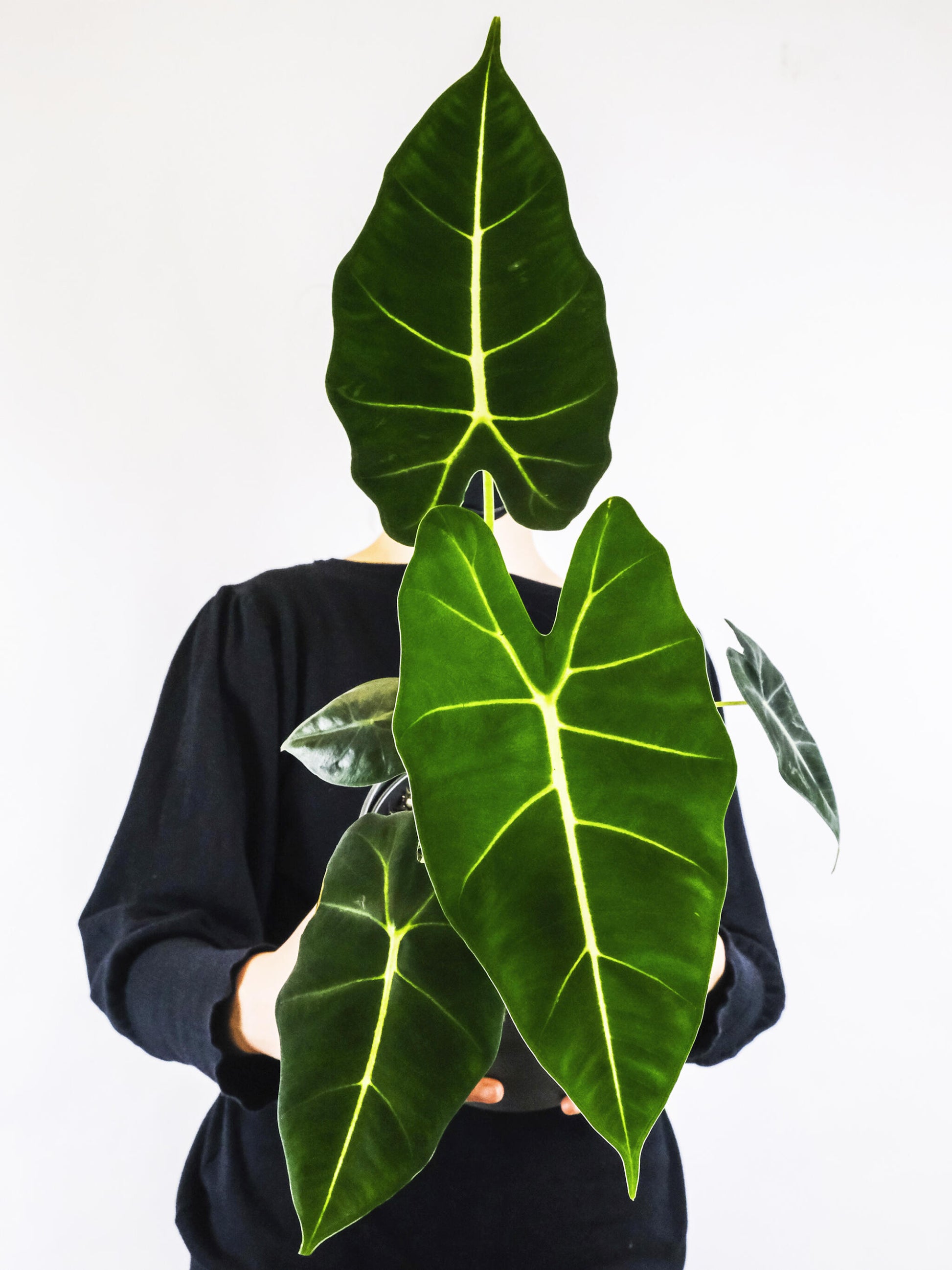 Alocasia Frydek O Green Velvet_0