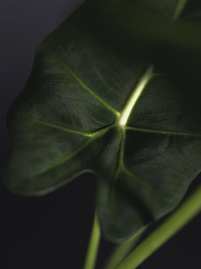 Alocasia Frydek O Green Velvet_1