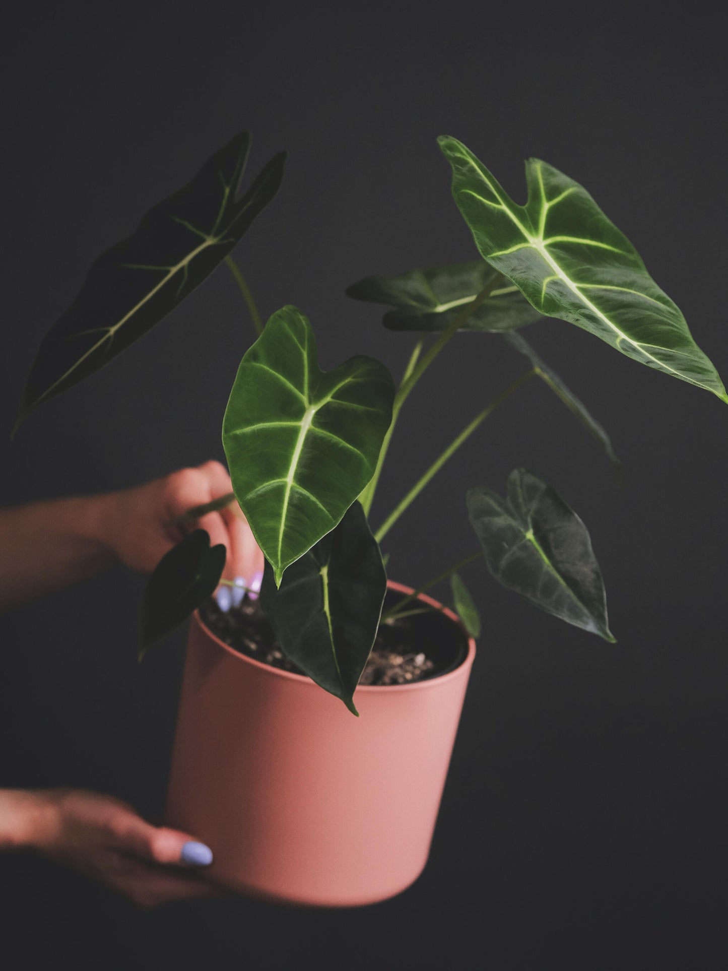 Alocasia Frydek O Green Velvet_2