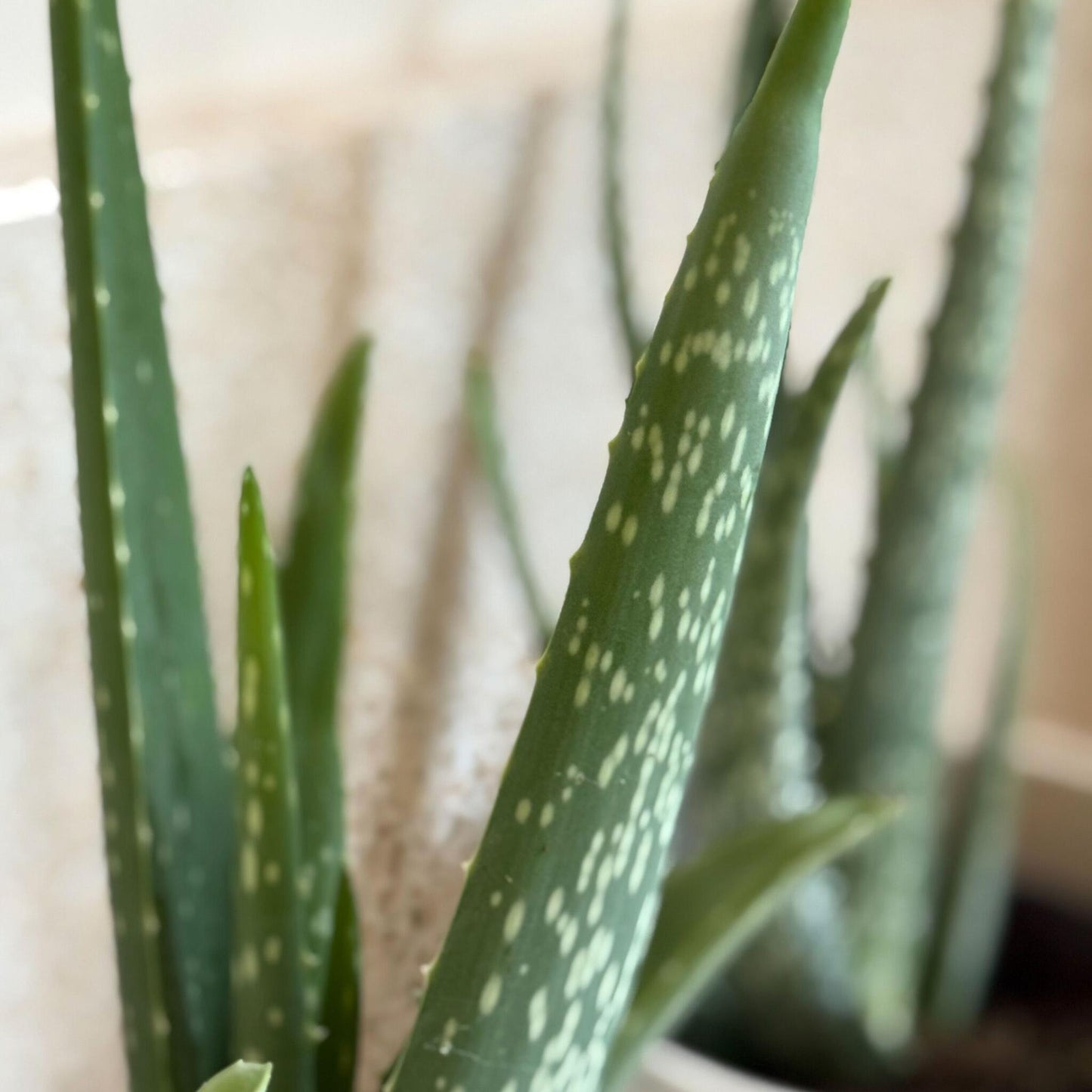 Aloe Vera - 2 Pzs - Aloe Barbadensis - Altura 25-40cm - ⌀105cm_3