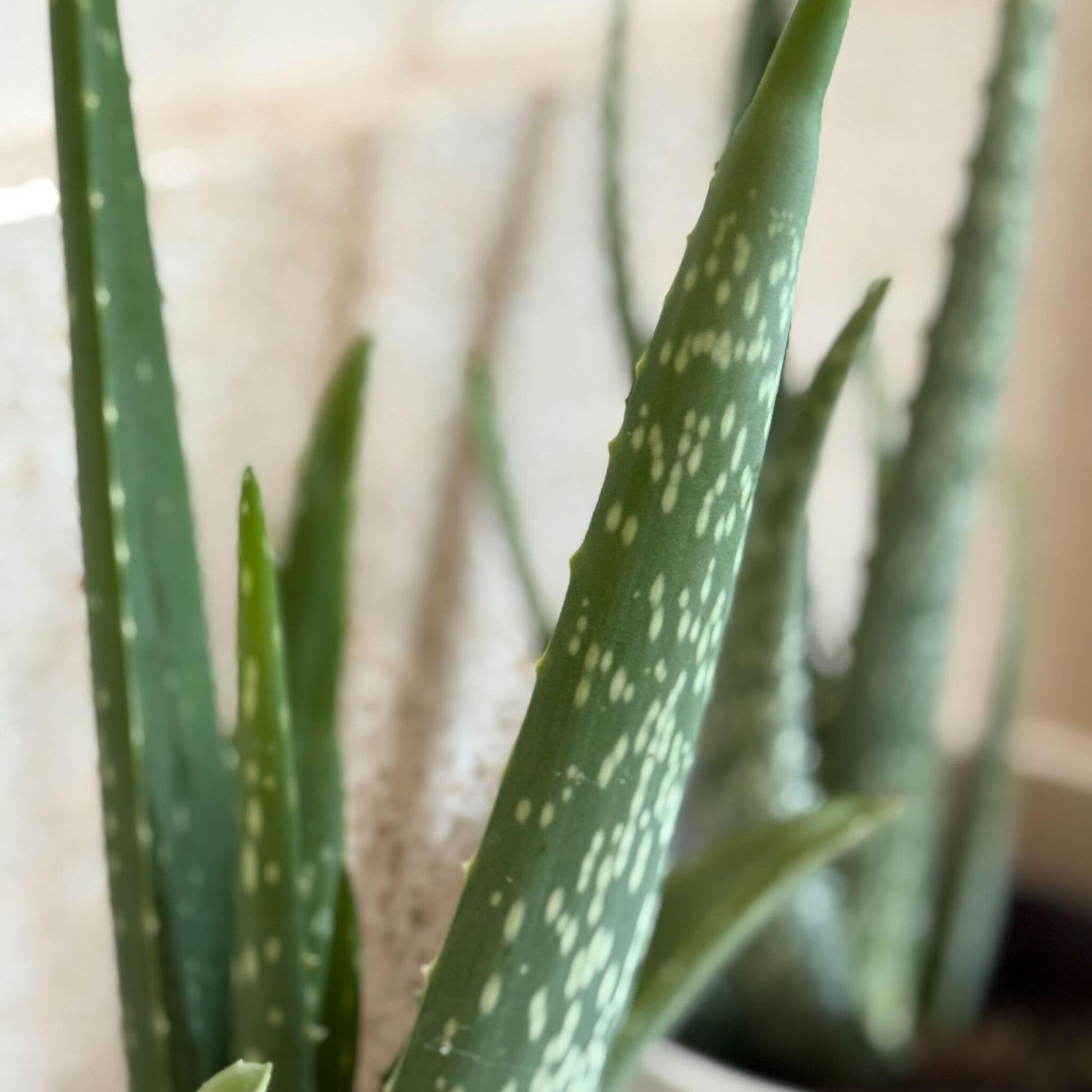 Aloe Vera - 2 Pzs - Aloe Barbadensis - Altura 25-40cm - ⌀105cm_3