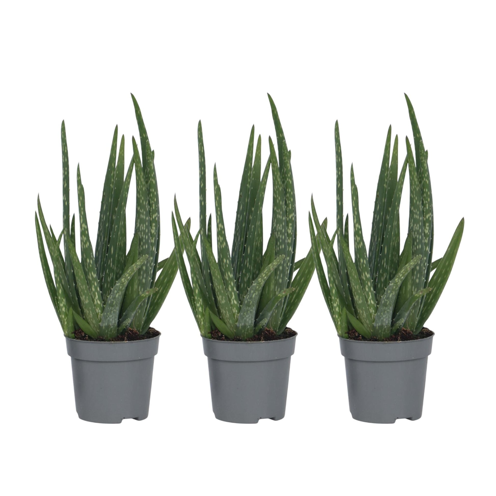 Aloe Vera - 3 Pzs - Aloe Barbadensis - Altura 25-40cm - ⌀105cm_0