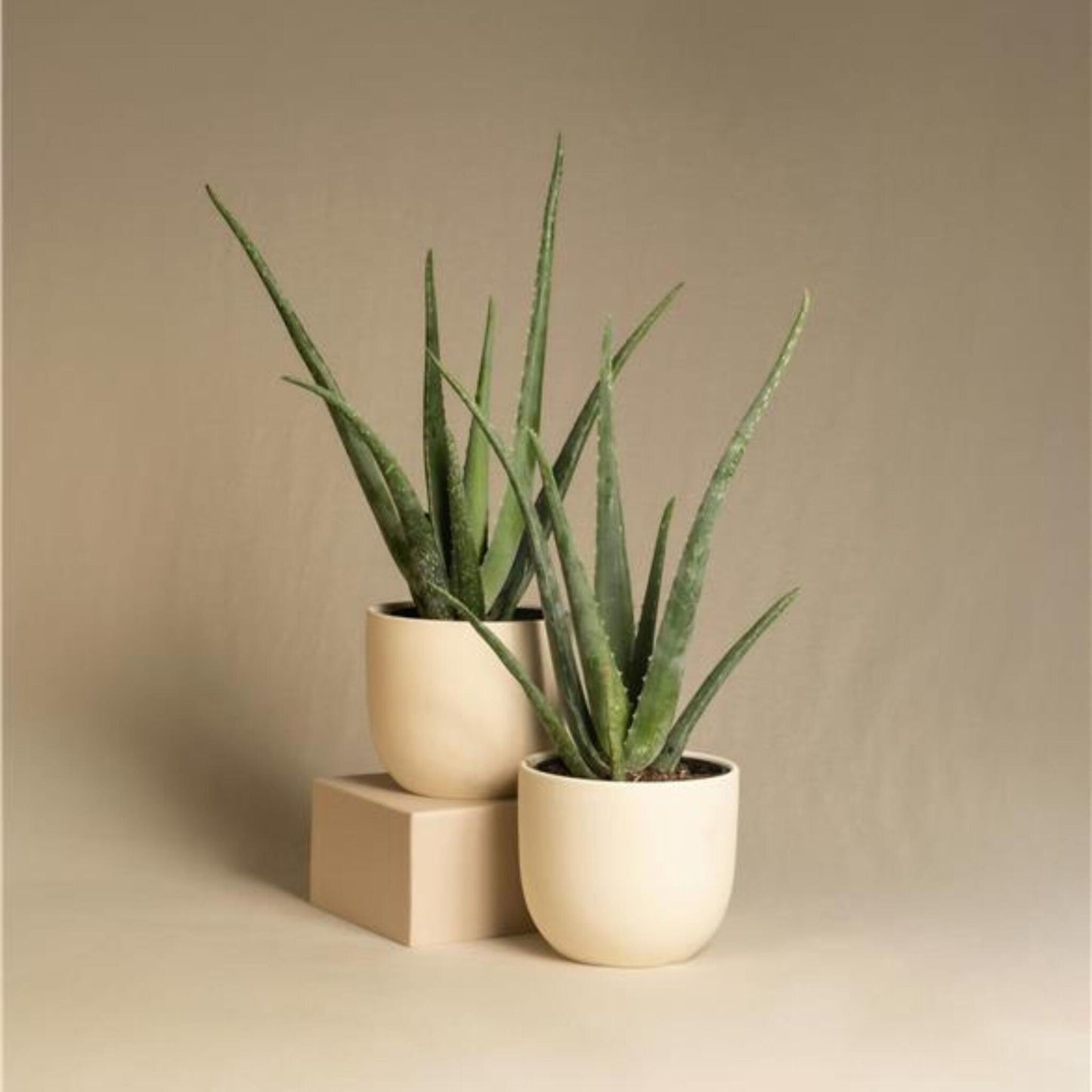 Aloe Vera - 3 Pzs - Aloe Barbadensis - Altura 25-40cm - ⌀105cm_1