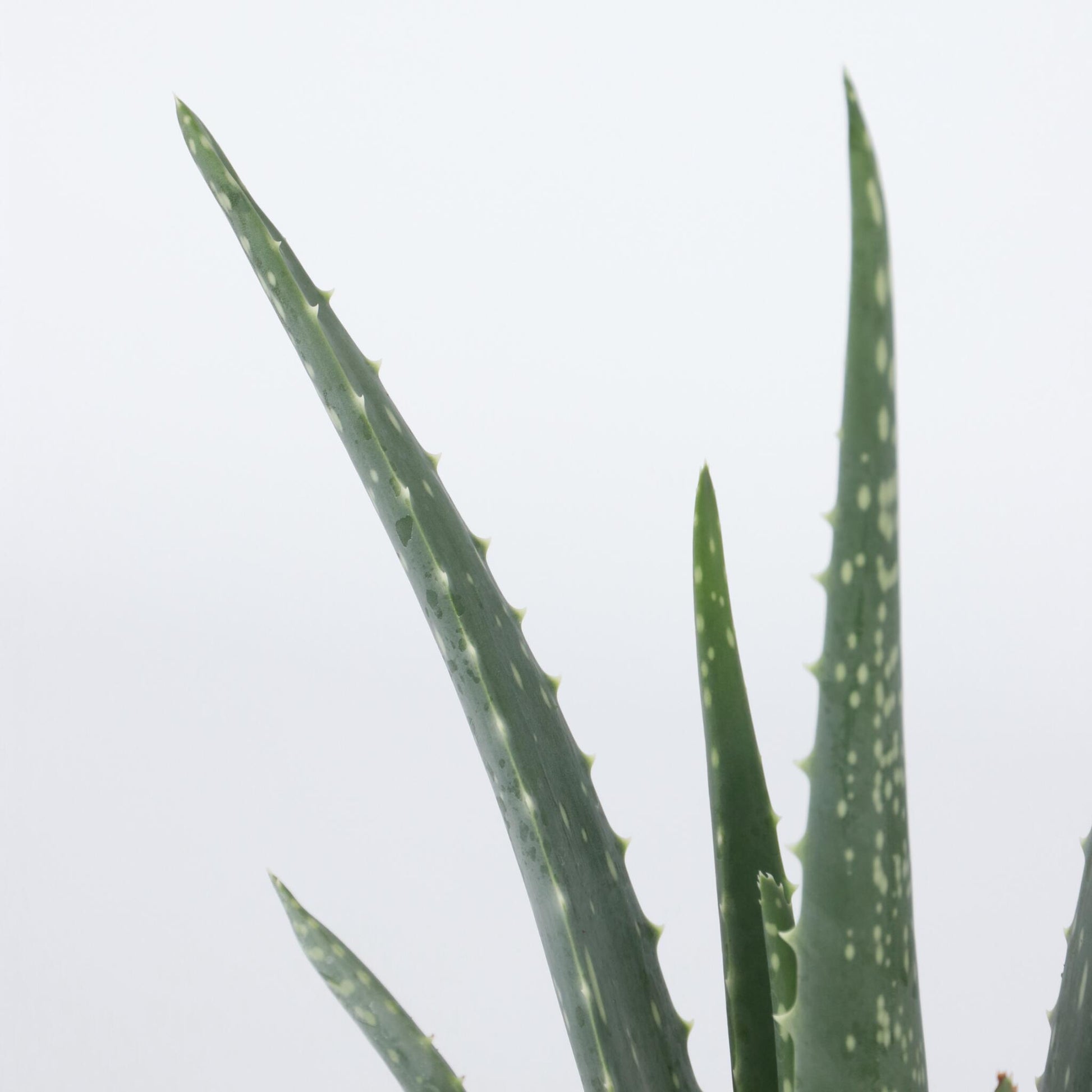 Aloe Vera - 3 Pzs - Aloe Barbadensis - Altura 25-40cm - ⌀105cm_3