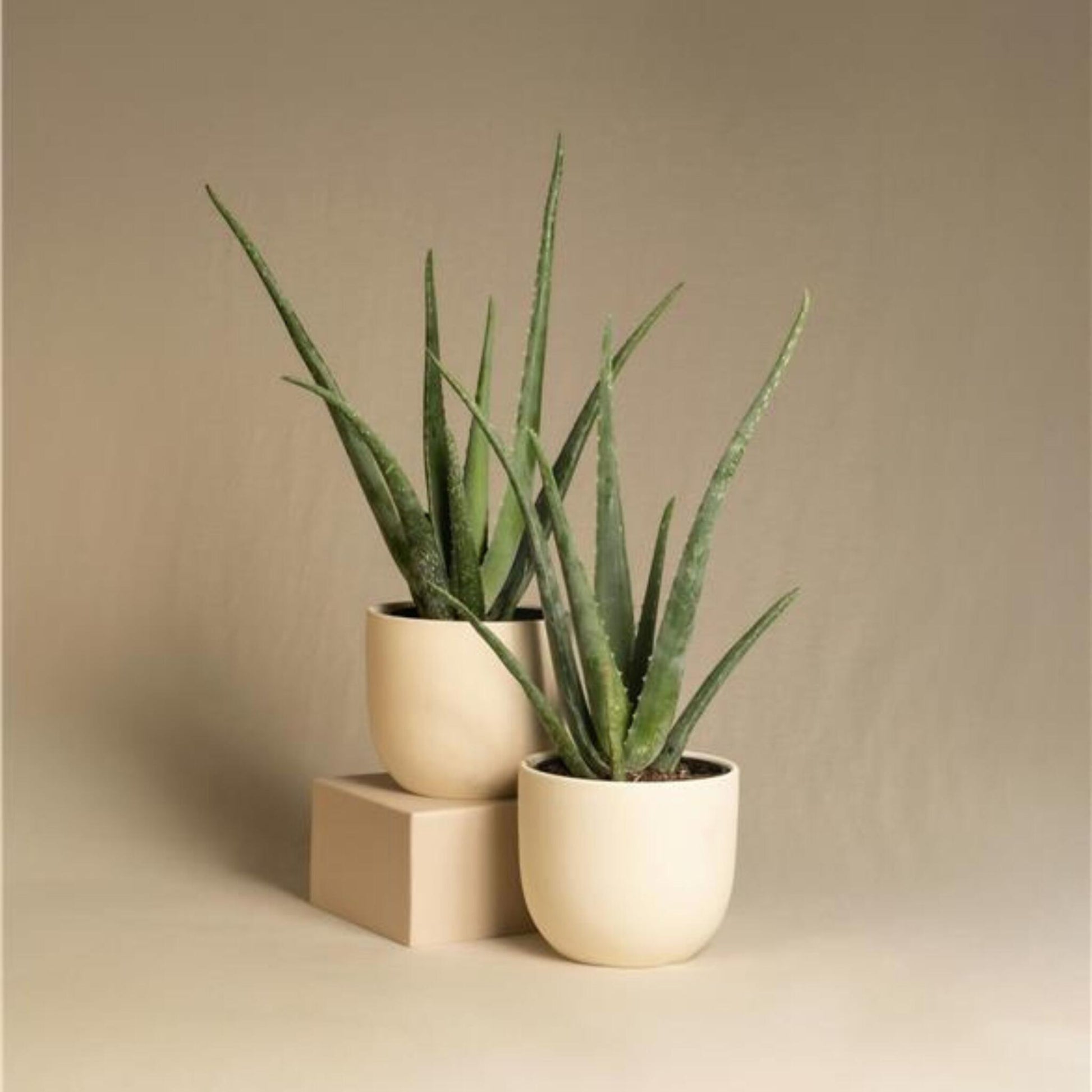 Aloe Vera - 4 Pzs - Aloe Barbadensis - Altura 25-40cm - ⌀105cm_1