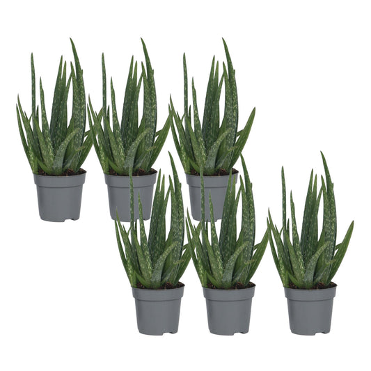 Aloe Vera - 6 Pzs - Aloe Barbadensis - Altura 25-40cm - ⌀105cm_0