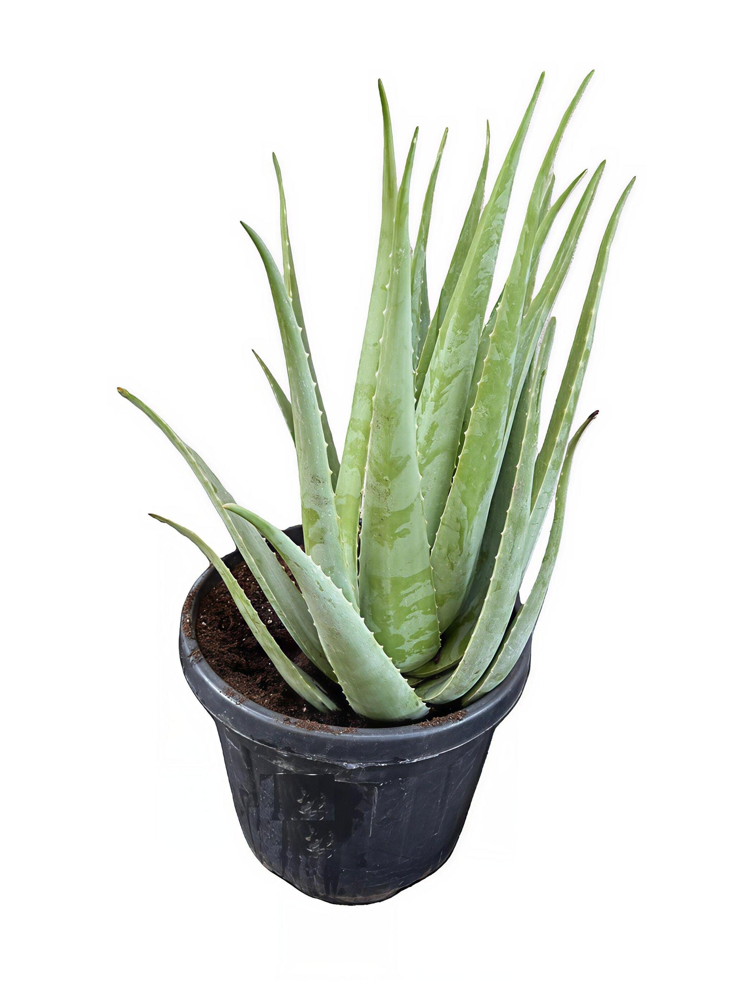 Aloe Vera Planta Natural Ecológica. Tamaño Mínimo de las Hojas 55 Cm. Maceta 30 Cm. Planta De Más 23 Años_0