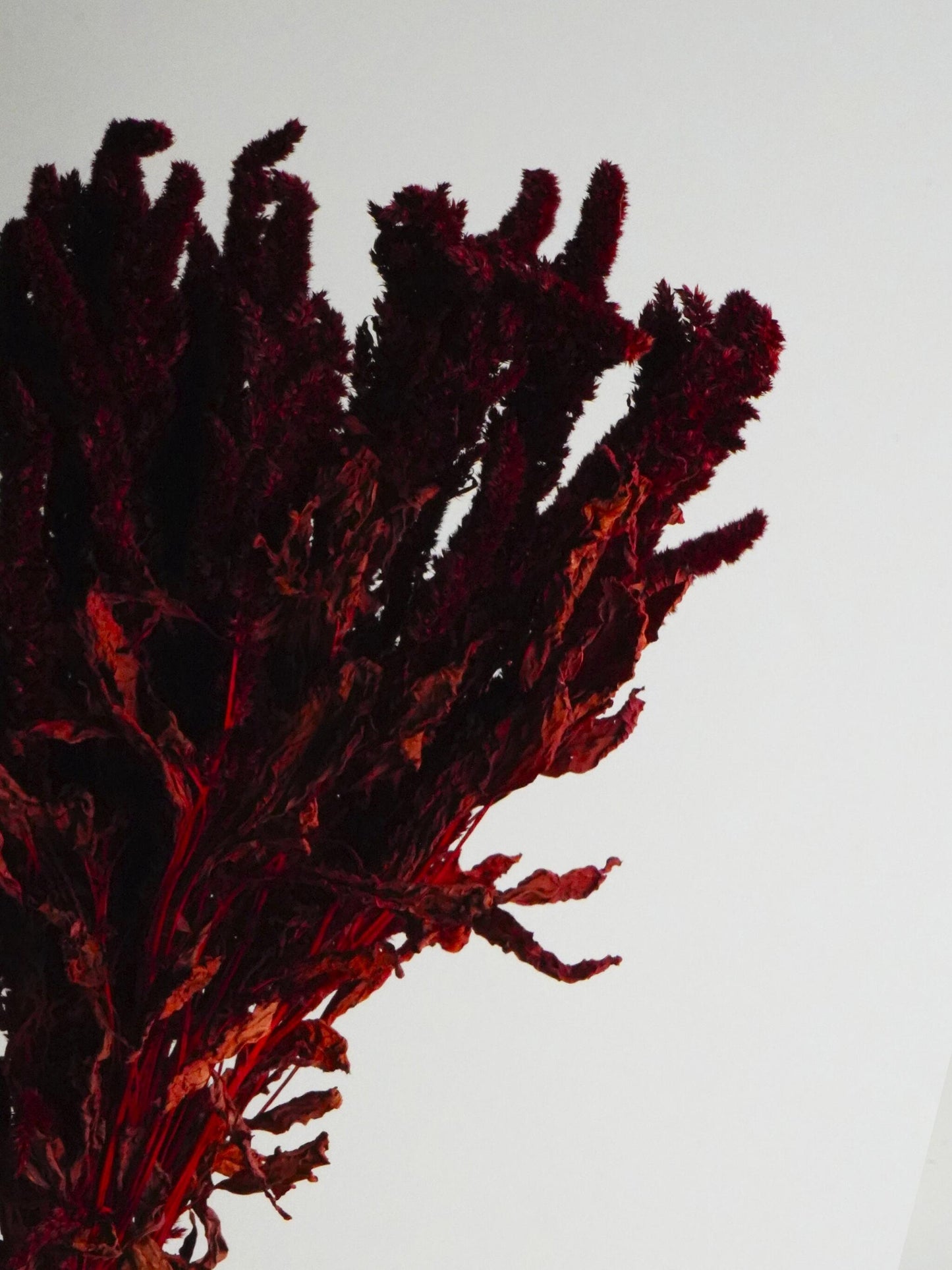 Amaranthus Preservada_3