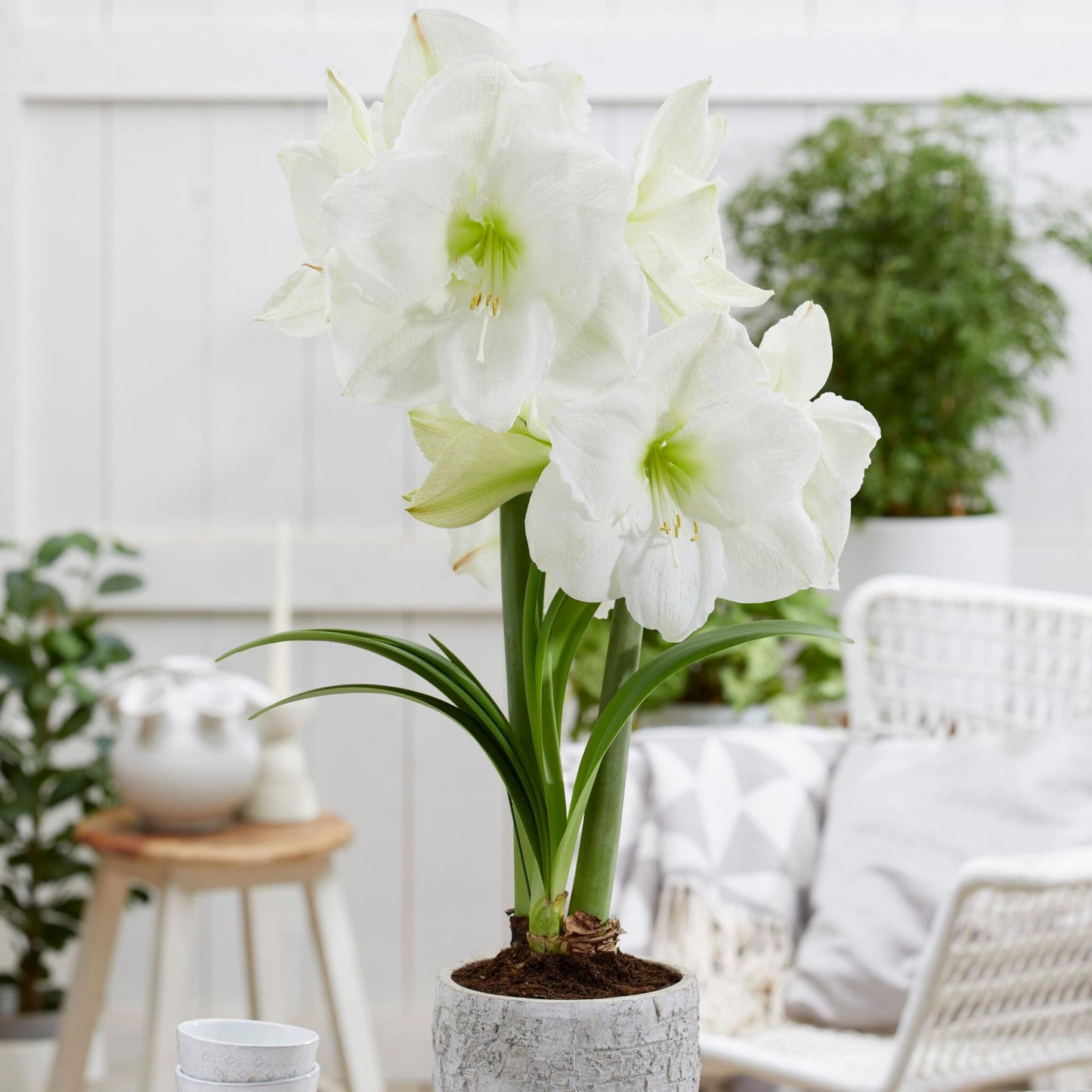 Amarilis - 2 Pzs - Hippeastrum - Bulbos De Flores - Blanco_1