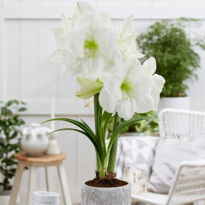 Amarilis - 2 Pzs - Hippeastrum - Bulbos De Flores - Blanco_1