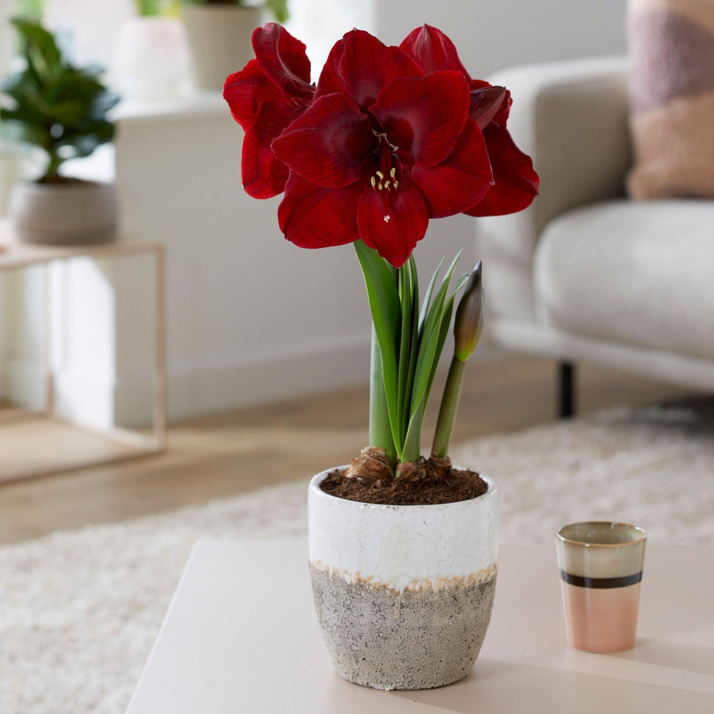 Amarilis - 2 Pzs - Hippeastrum - Bulbos De Flores - Rojo_1