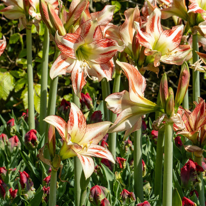 Amarilis - 2 Pzs - Hippeastrum - Bulbos De Flores - Rojo_1