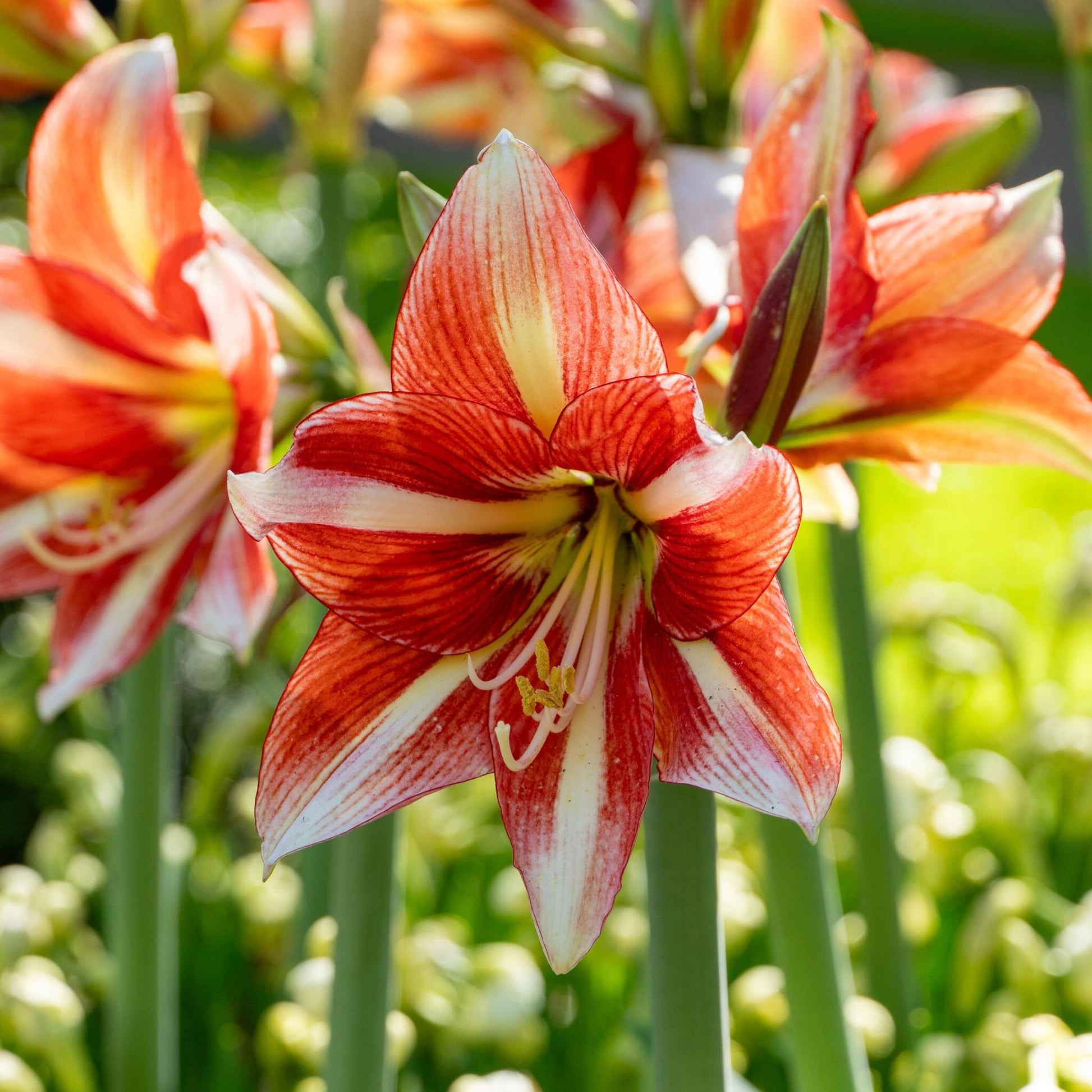 Amarilis - 2 Pzs - Hippeastrum - Bulbos De Flores - Rojo_4