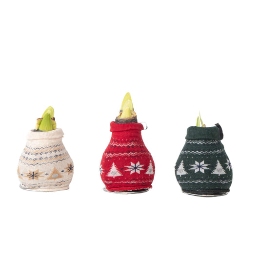 Amarilis - 3 Pzs - Hippeastrum 'christmas Sweater' - Bulbo De Flor - Rojo_0