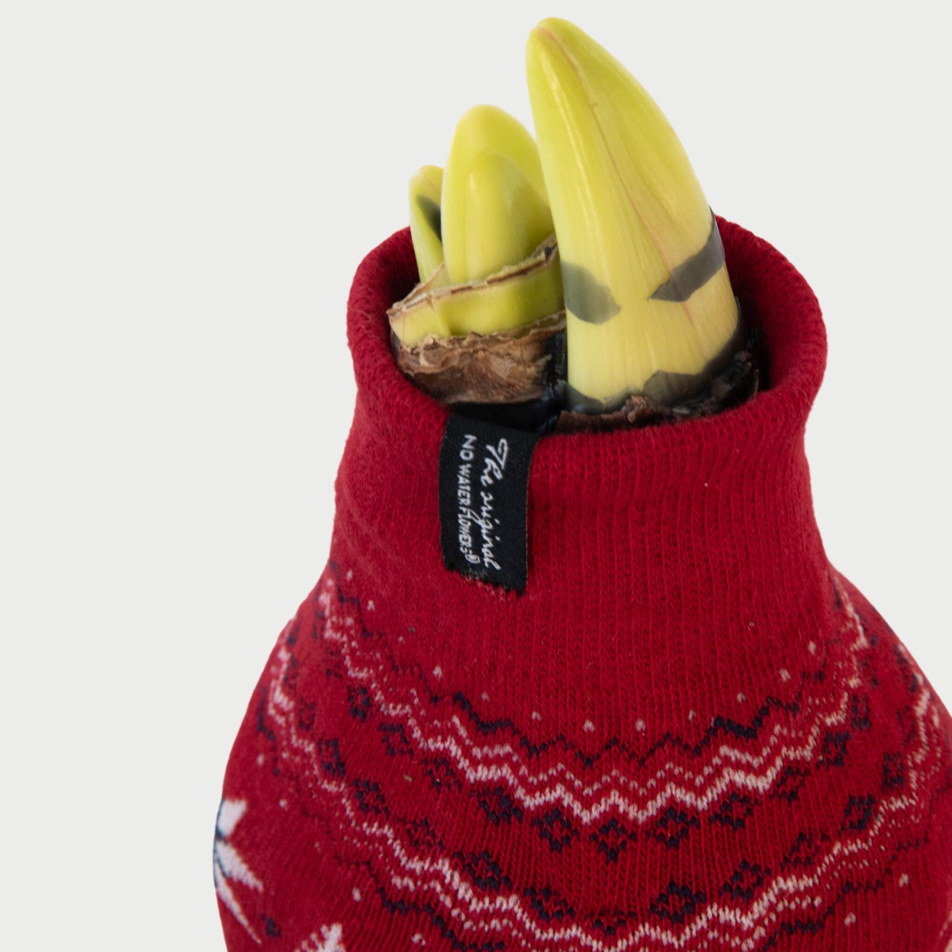 Amarilis - 3 Pzs - Hippeastrum 'christmas Sweater' - Bulbo De Flor - Rojo_3