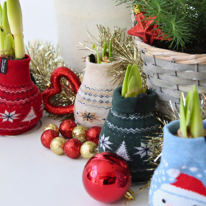 Amarilis - 3 Pzs - Hippeastrum 'christmas Sweater' - Bulbo De Flor - Rojo_4