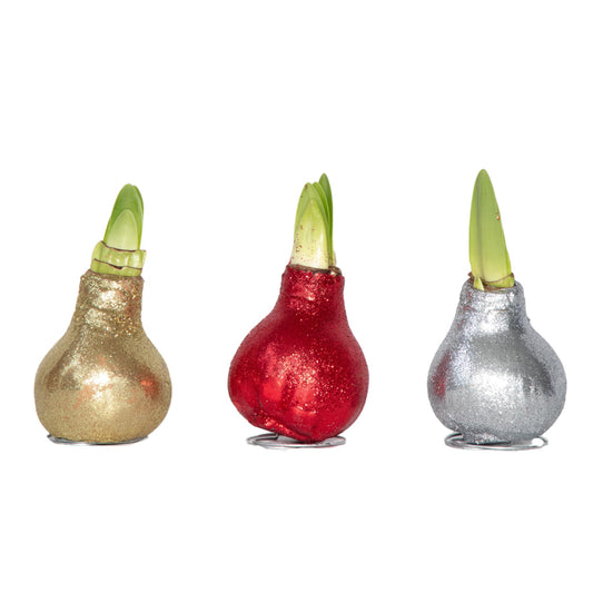 Amarilis - 3 Pzs - Hippeastrum 'glitter Mix' - Bulbo De Flor - Rojo_0