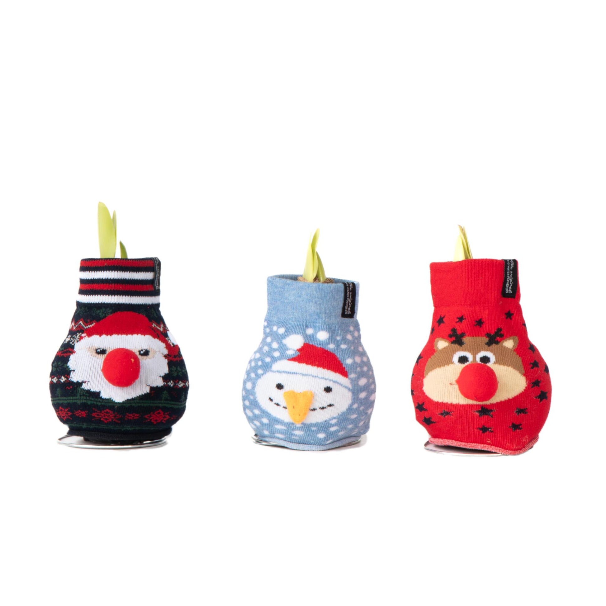 Amarilis - 3 Pzs - Hippeastrum 'xmas Sweater Mix' - Bulbo De Flor - Rojo_0