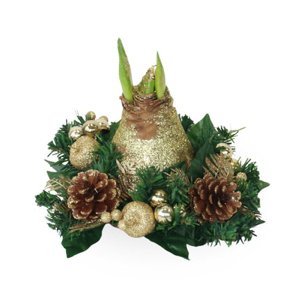 Amarilis - Hippeastrum 'corona De Navidad' - Oro_0