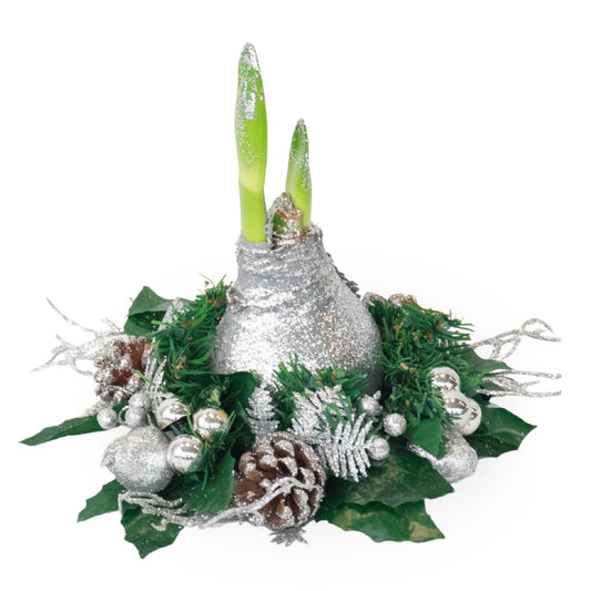 Amarilis - Hippeastrum 'corona De Navidad' - Plata_0
