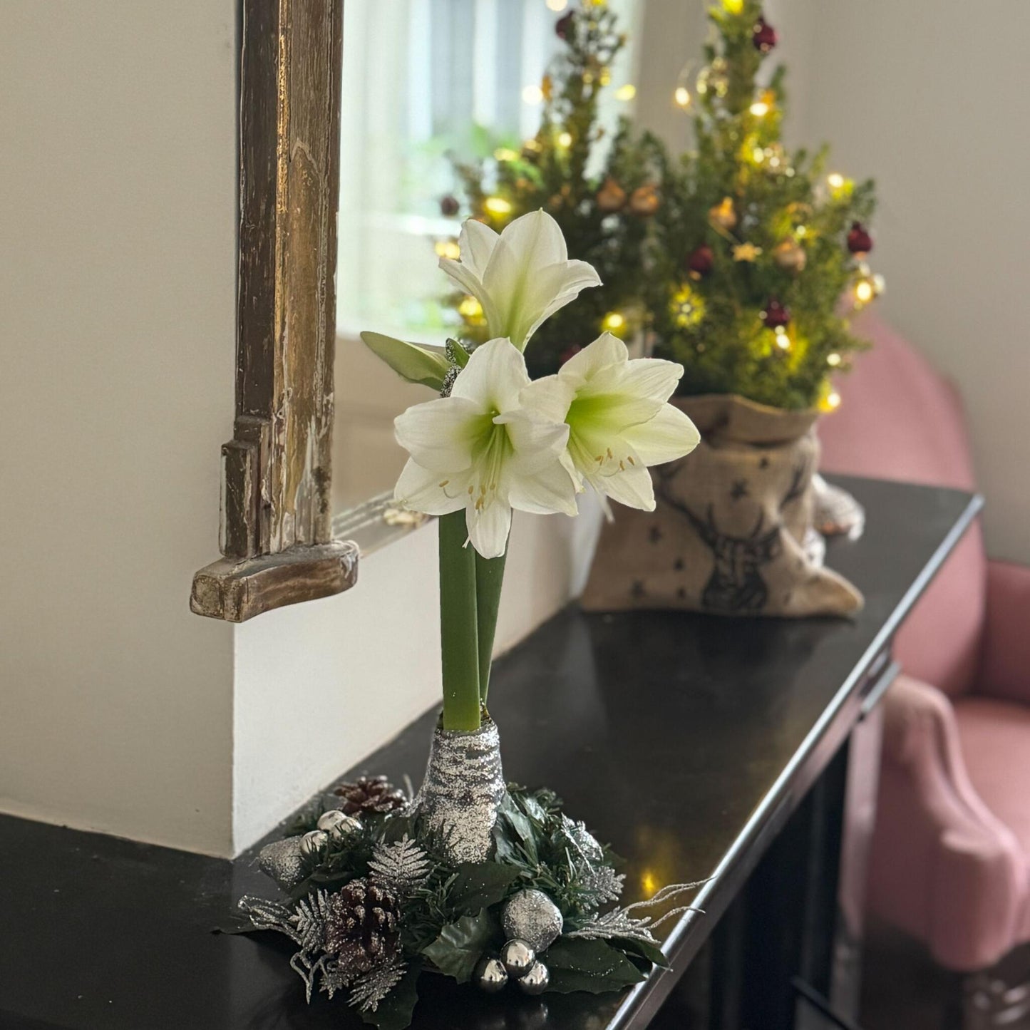 Amarilis - Hippeastrum 'corona De Navidad' - Plata_1